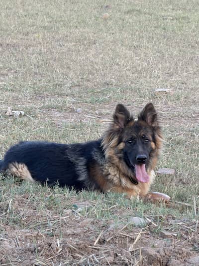 German Sepherd female double coat