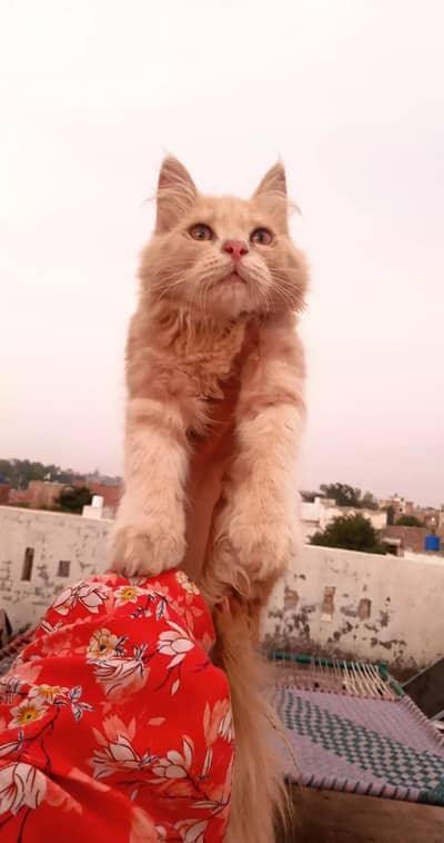 Paid Adoption of Persian Kittens