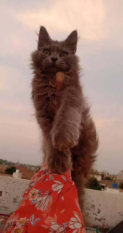 Paid Adoption of Persian Kittens