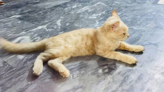 Persian 2 coated female cat for sale