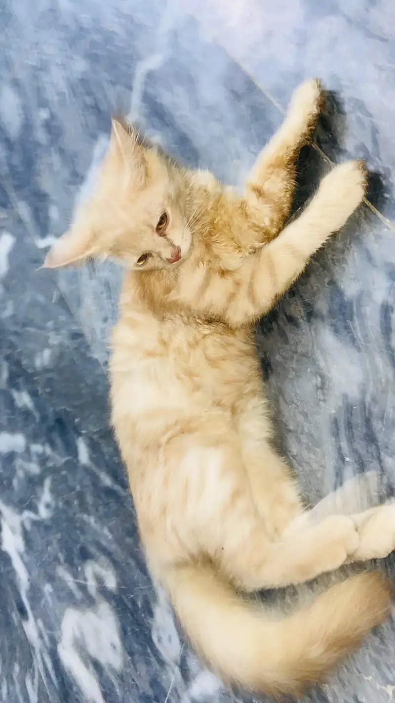 Persian 2 coated female cat for sale — photo 2