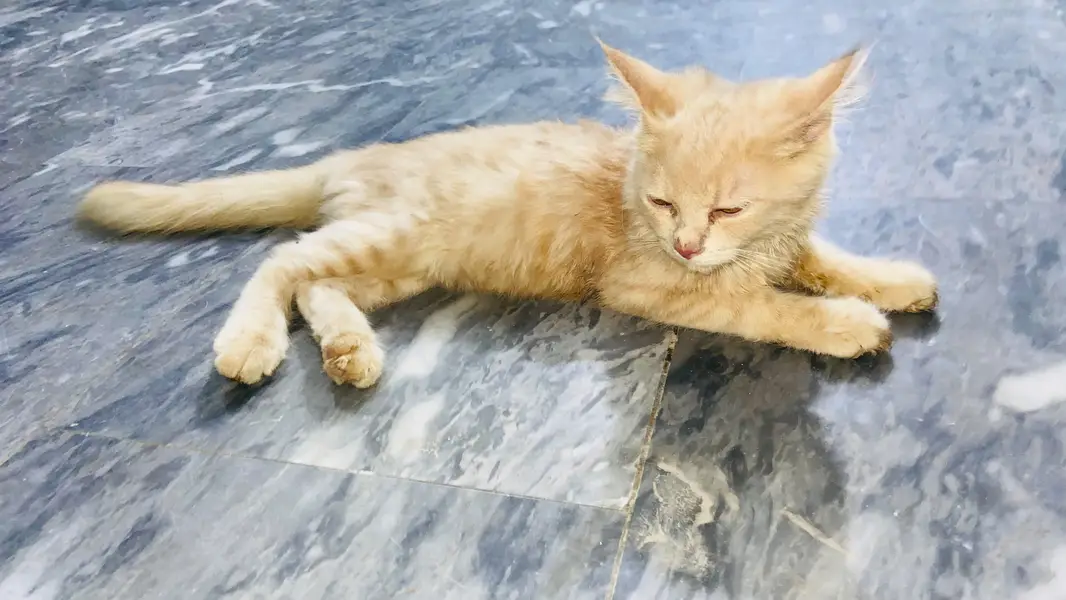 Persian 2 coated female cat for sale — photo 3