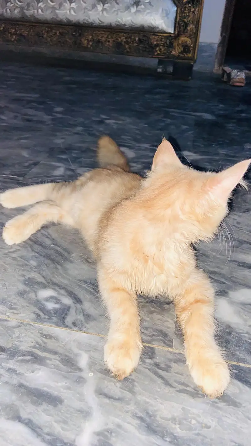 Persian 2 coated female cat for sale — photo 4