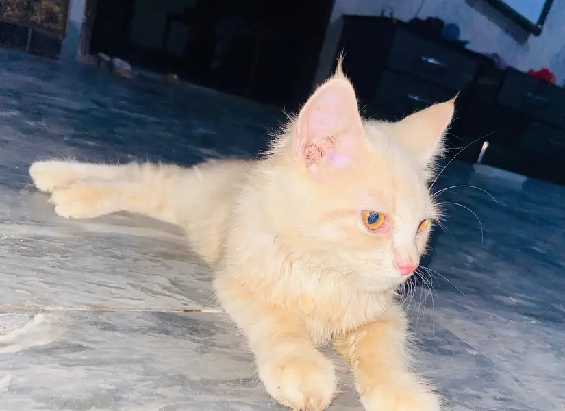 Persian 2 coated female cat for sale — photo 5
