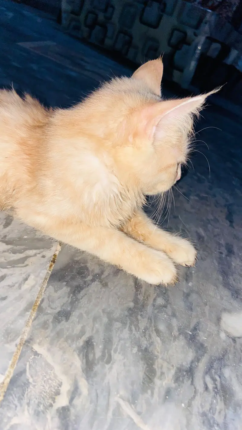 Persian 2 coated female cat for sale — photo 6