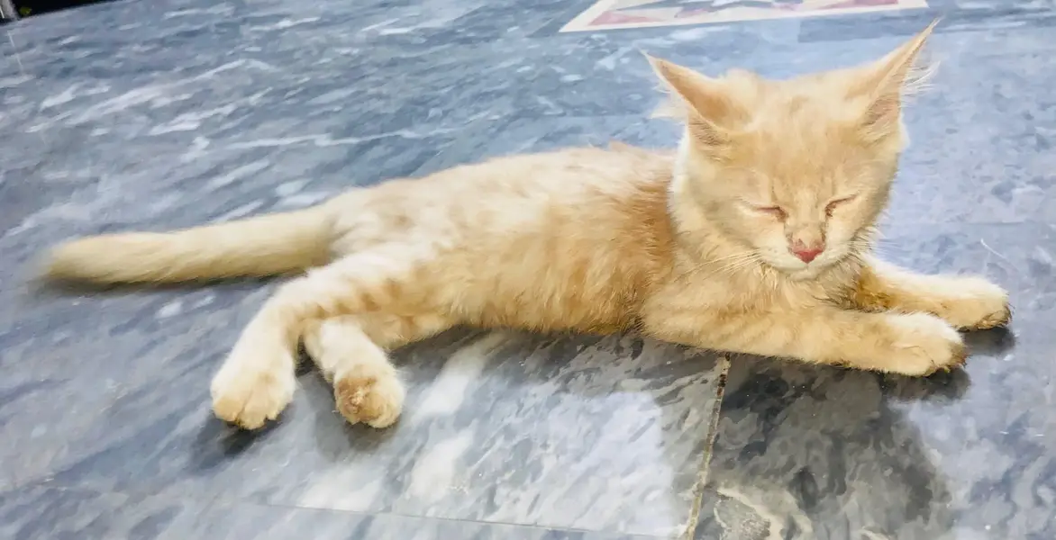Persian 2 coated female cat for sale — photo 7
