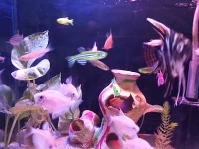 fish with Aquarium
