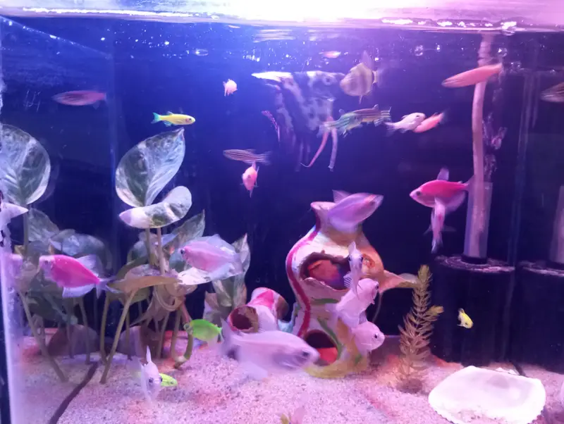fish with Aquarium — photo 2
