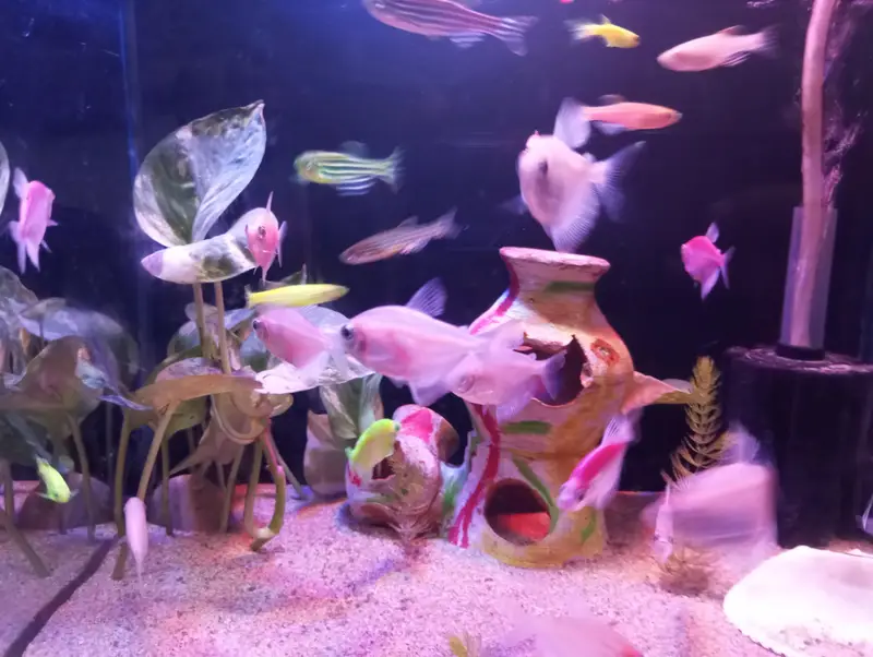 fish with Aquarium — photo 3