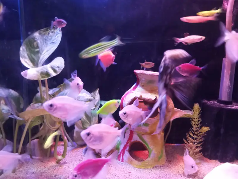 fish with Aquarium — photo 4