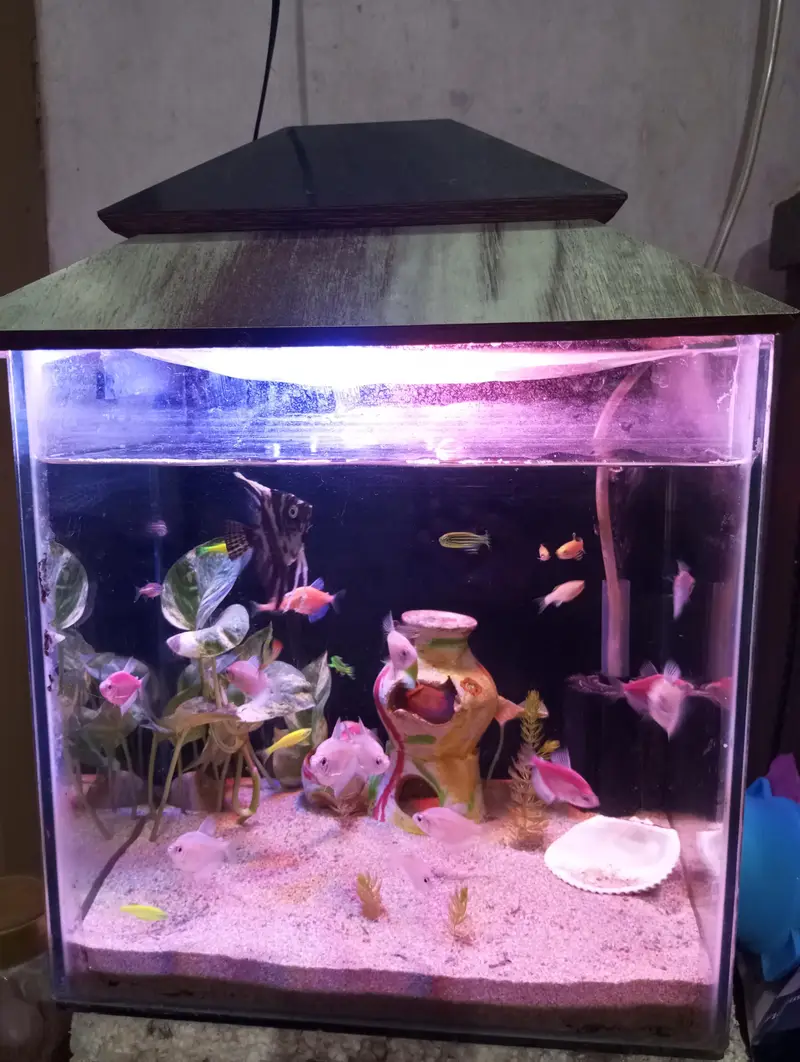 fish with Aquarium — photo 5