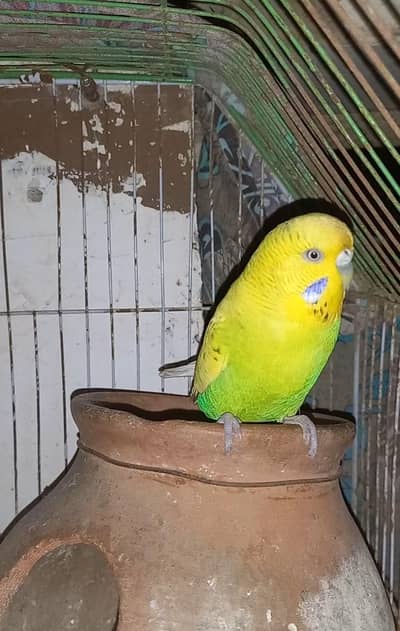IS KO SEEP HAI    nail tail fly okay hai