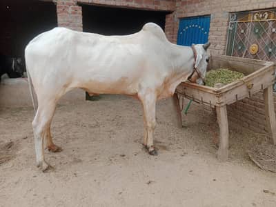 interesting log Raabta Karen