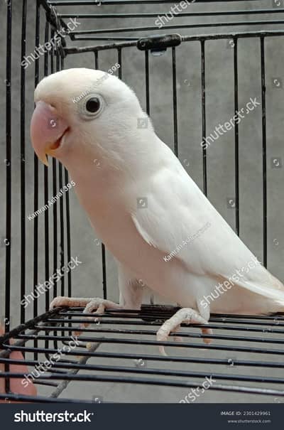 parrot