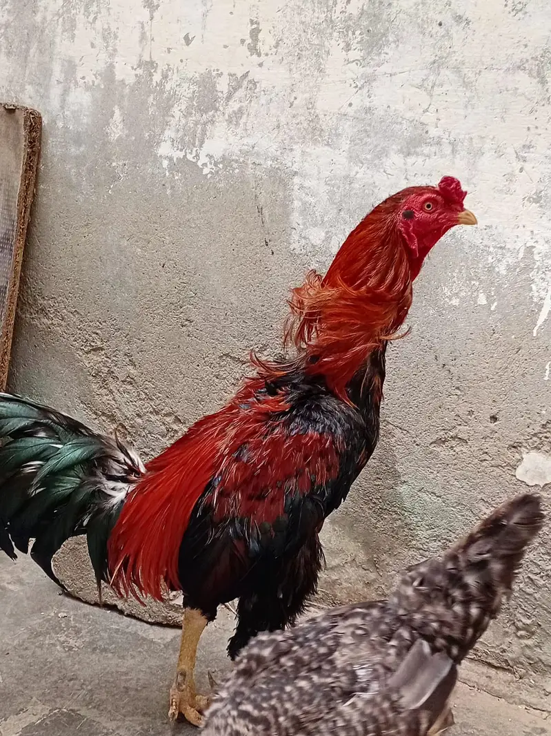 ASEEL MURGA — photo 3