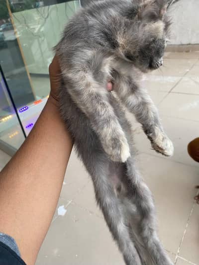 female cat