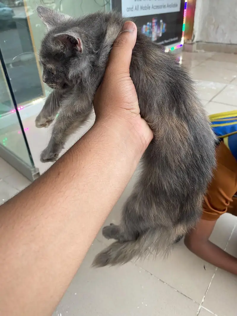 female cat — photo 2