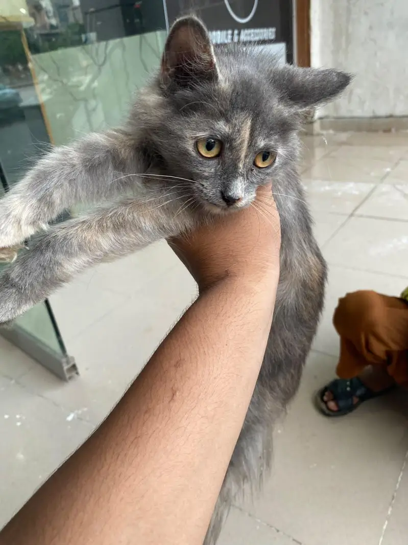 female cat — photo 3