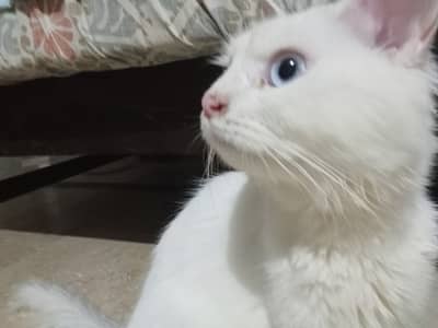 Persian Male Cat Friendly 8-Month-Old – Blue Eyes – Litter Trained