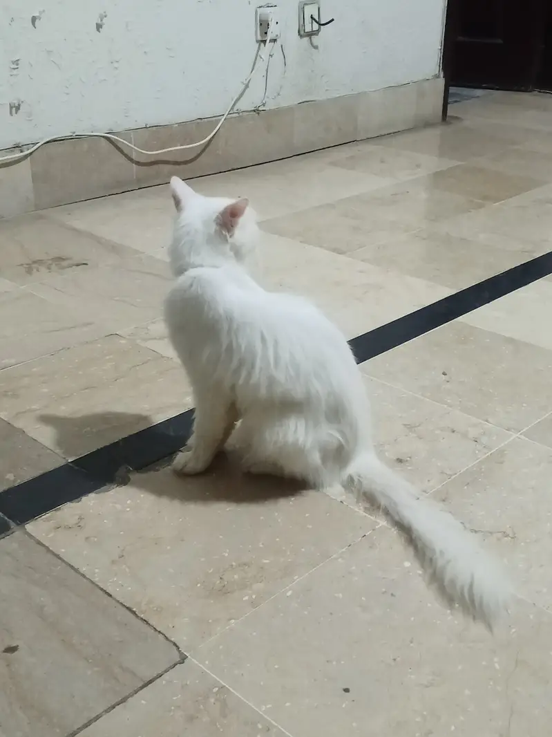 Persian Male Cat Friendly 8-Month-Old – Blue Eyes – Litter Trained — photo 2