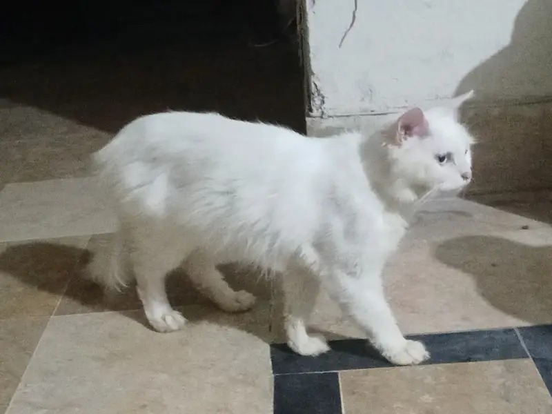 Persian Male Cat Friendly 8-Month-Old – Blue Eyes – Litter Trained — photo 3