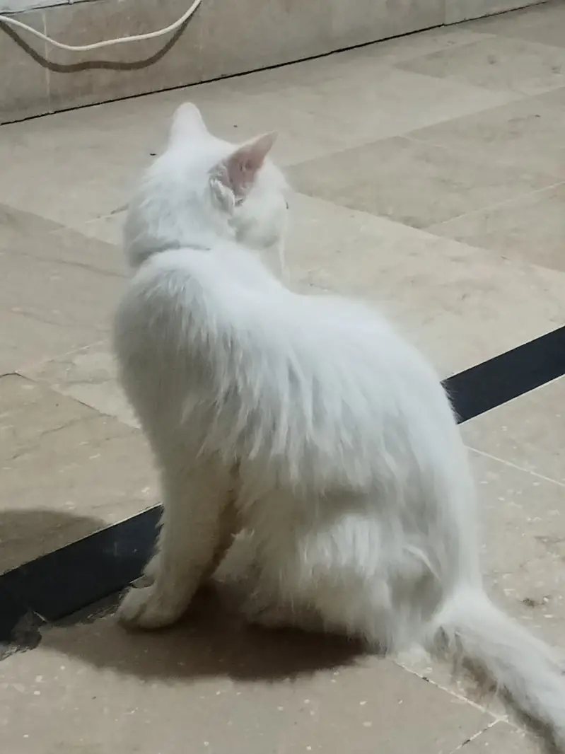 Persian Male Cat Friendly 8-Month-Old – Blue Eyes – Litter Trained — photo 4
