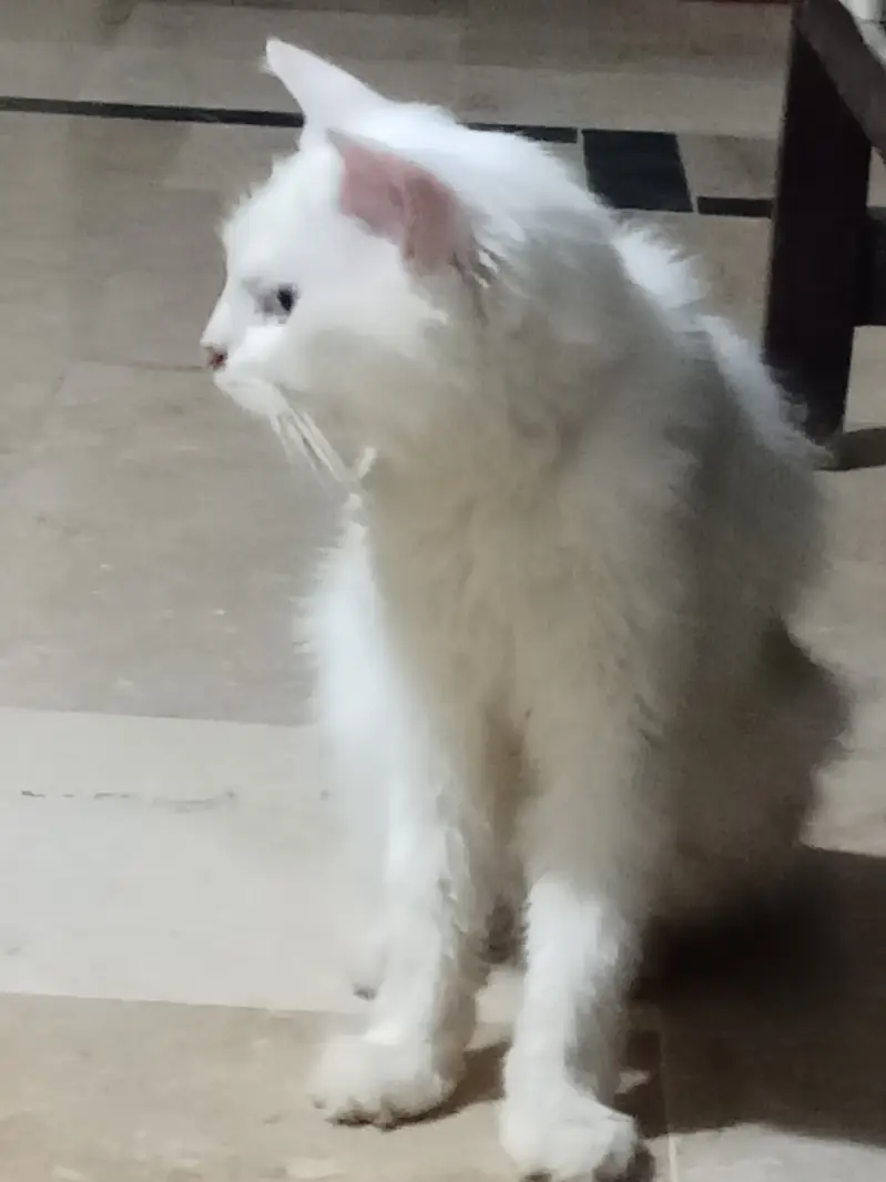 Persian Male Cat Friendly 8-Month-Old – Blue Eyes – Litter Trained — photo 5