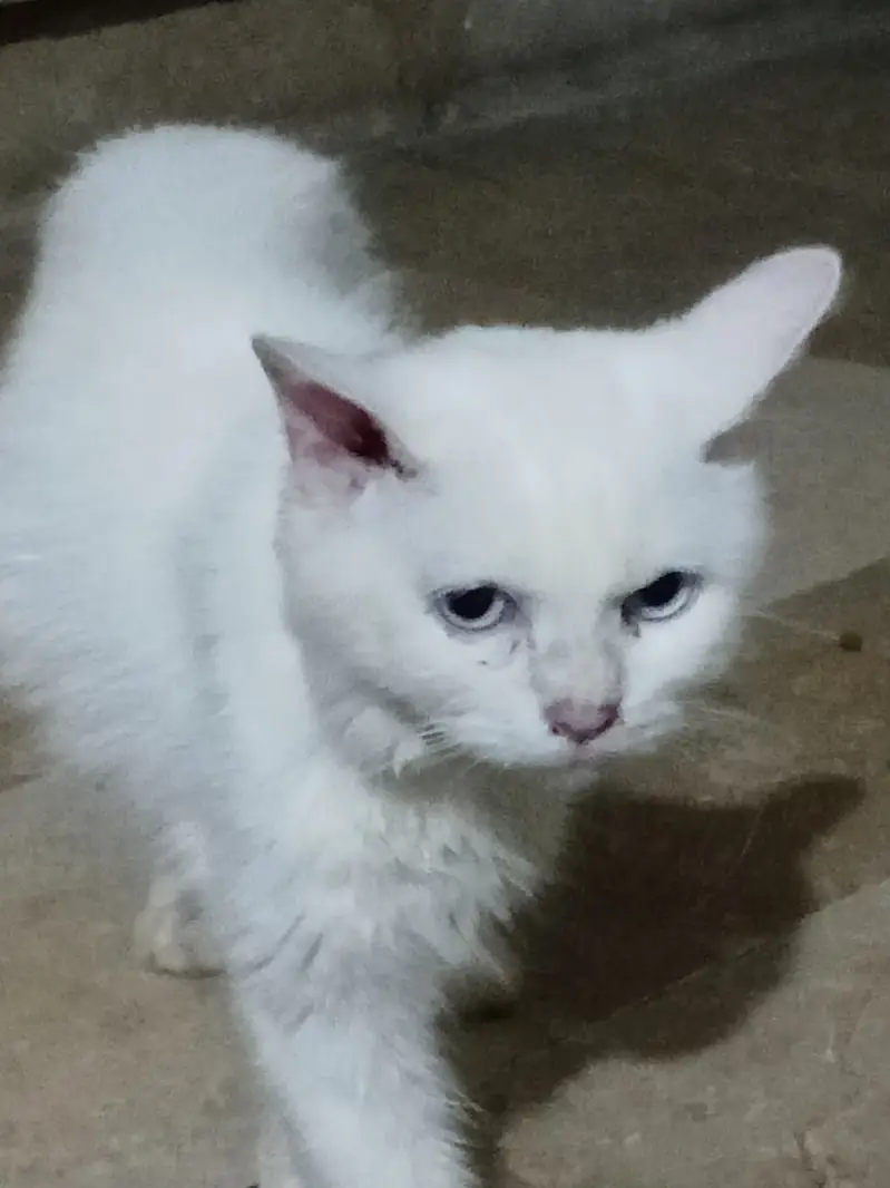 Persian Male Cat Friendly 8-Month-Old – Blue Eyes – Litter Trained — photo 6