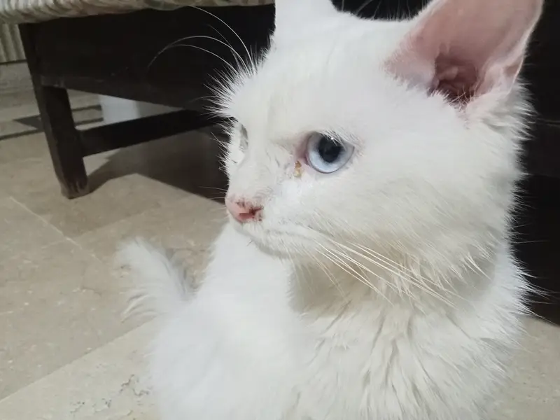 Persian Male Cat Friendly 8-Month-Old – Blue Eyes – Litter Trained — photo 7