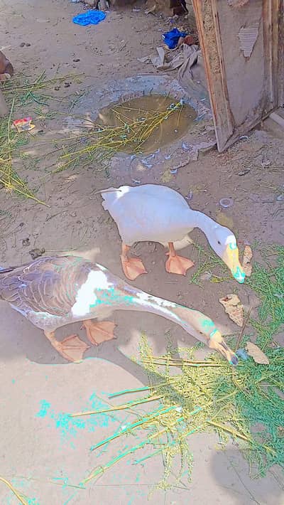duck for sale urgent