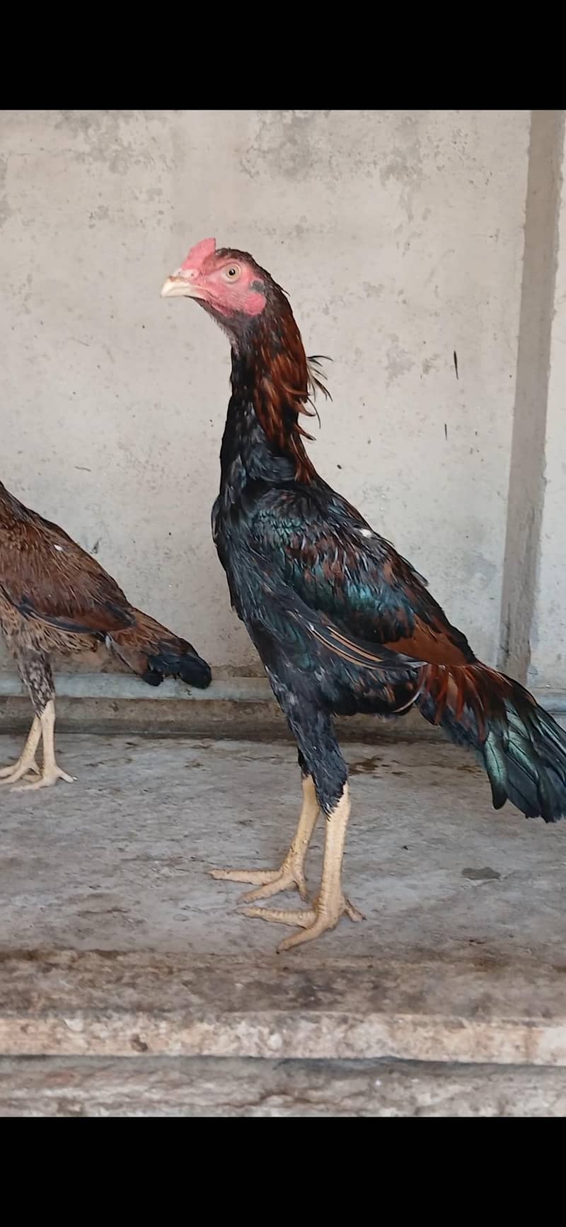 Aseel Pair 0