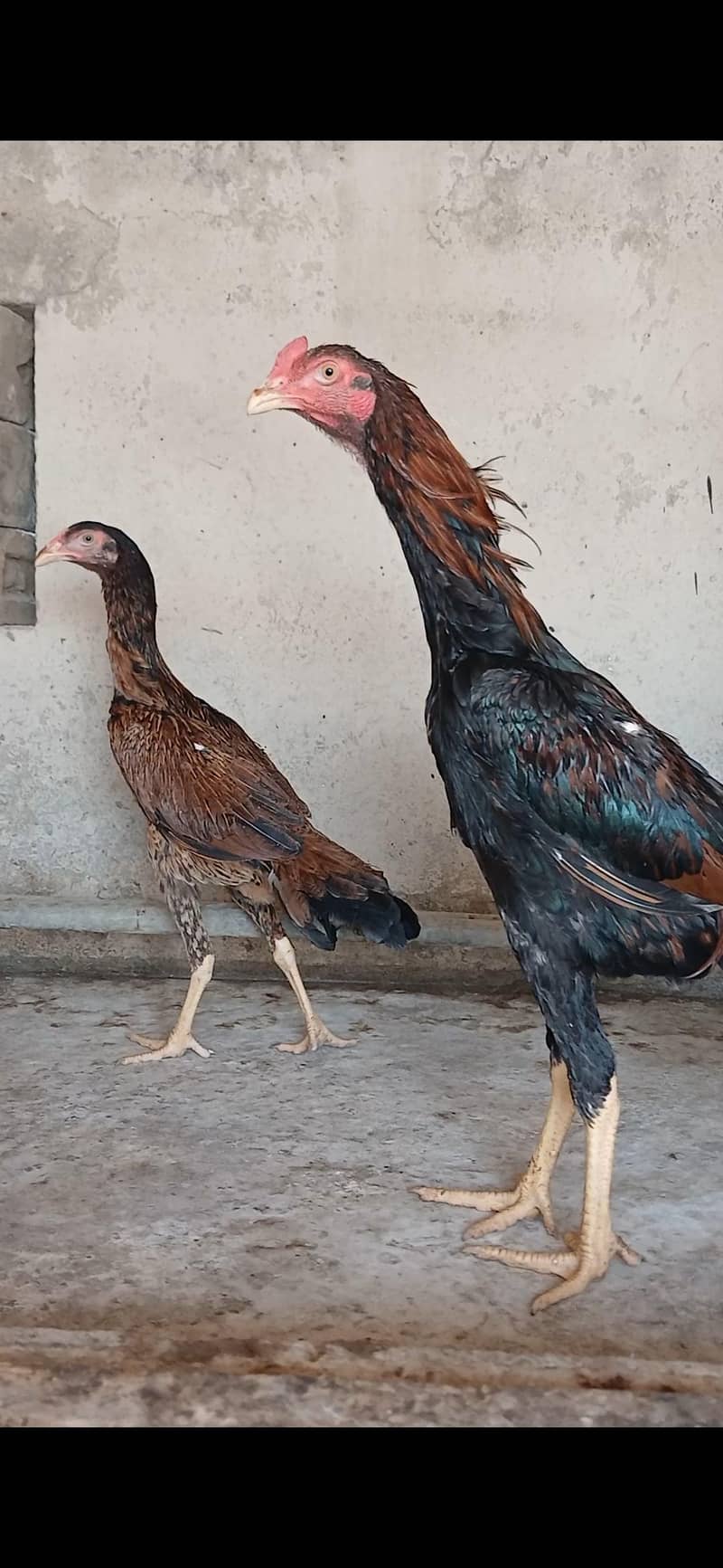 Aseel Pair 1