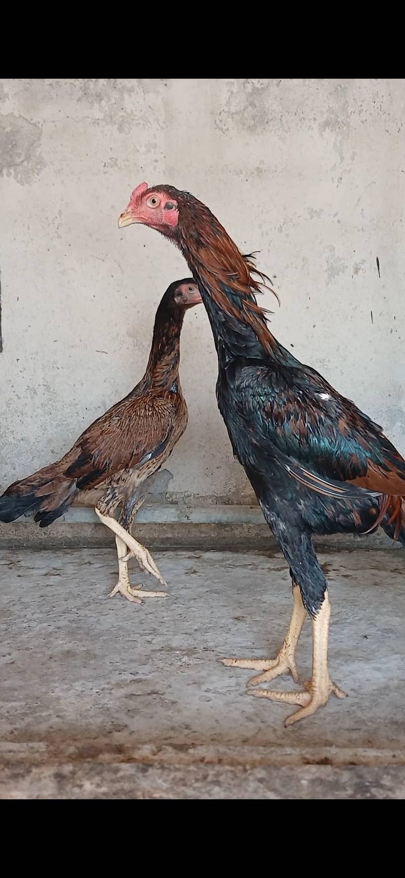Aseel Pair 2