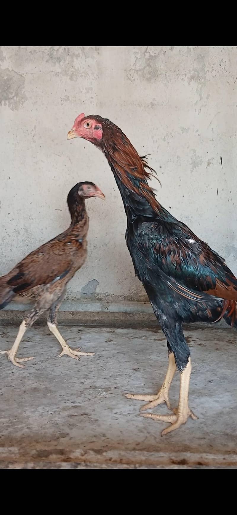 Aseel Pair 3