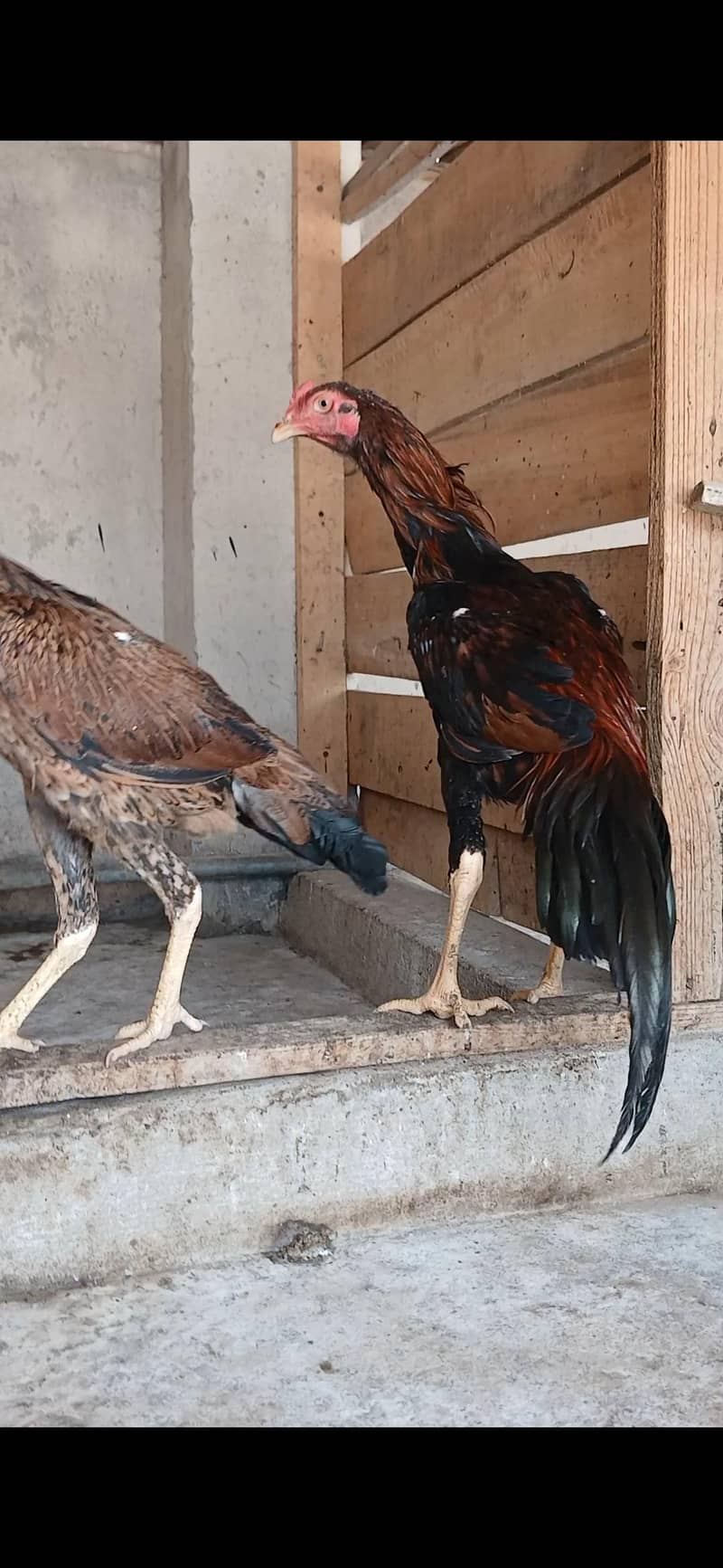 Aseel Pair 5