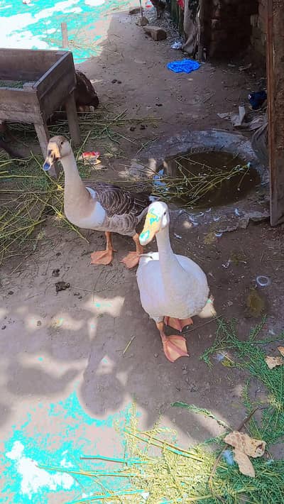 long neck duck  no . . 03280393137. .