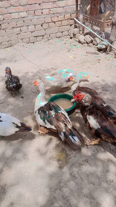 long neck duck  no . . 03280393137. .