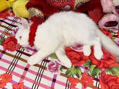 female cate