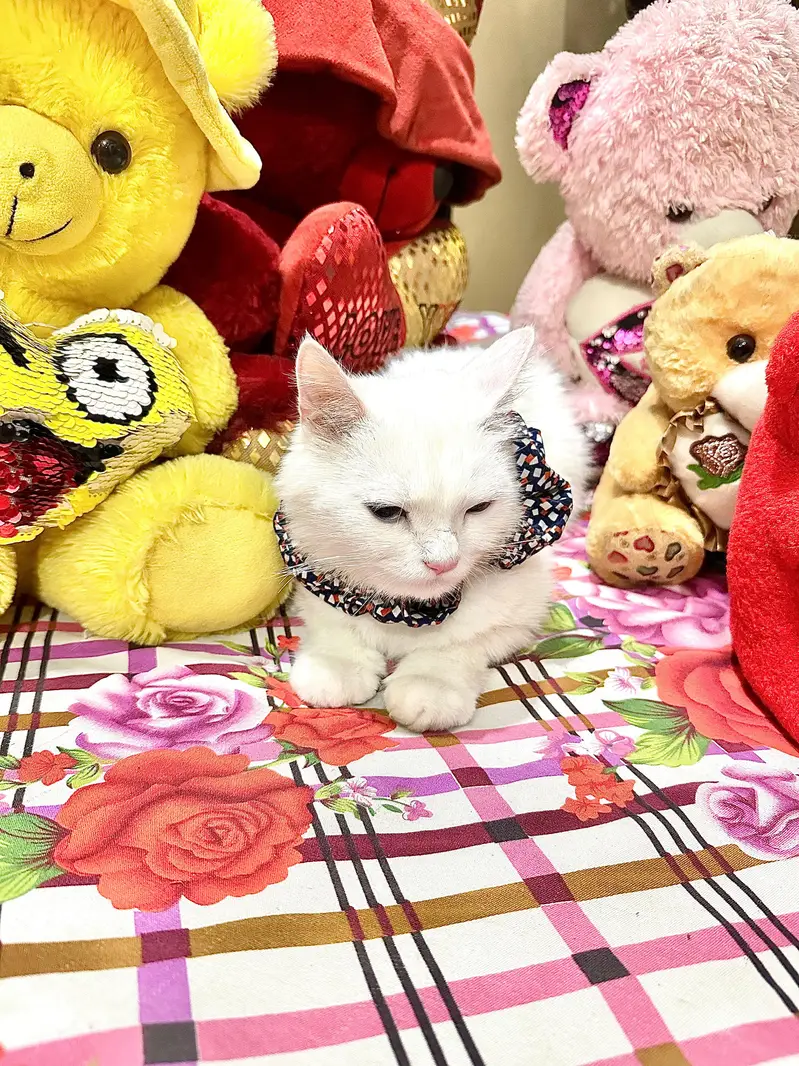 female cate — photo 2