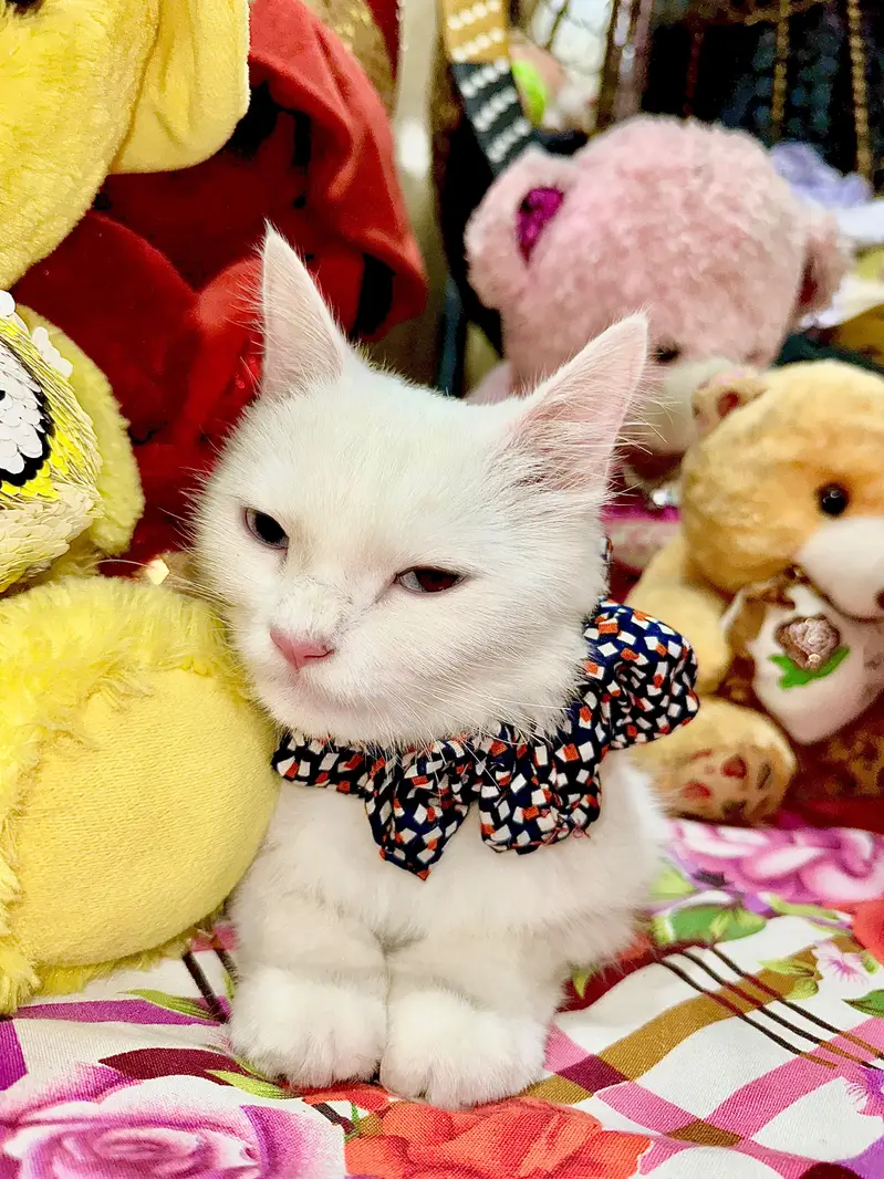 female cate — photo 3