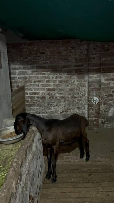 bht kmal ki chez ha talagandi chaki wala 03257579238
