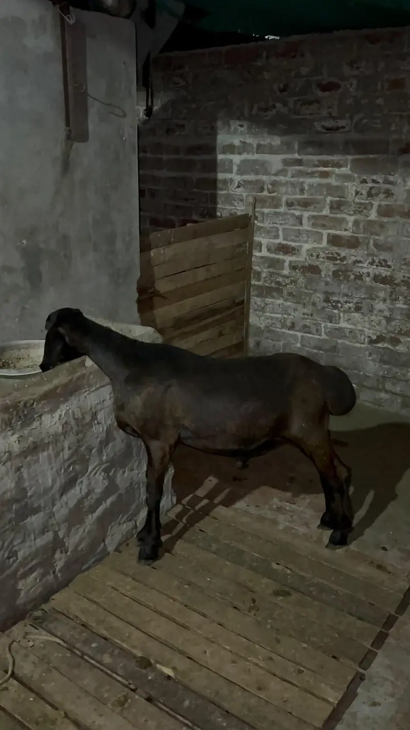 bht kmal ki chez ha talagandi chaki wala 03257579238 — photo 2