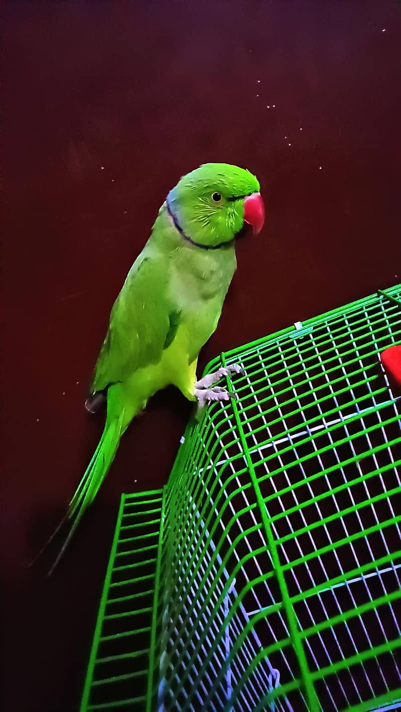 Green ring neck 0