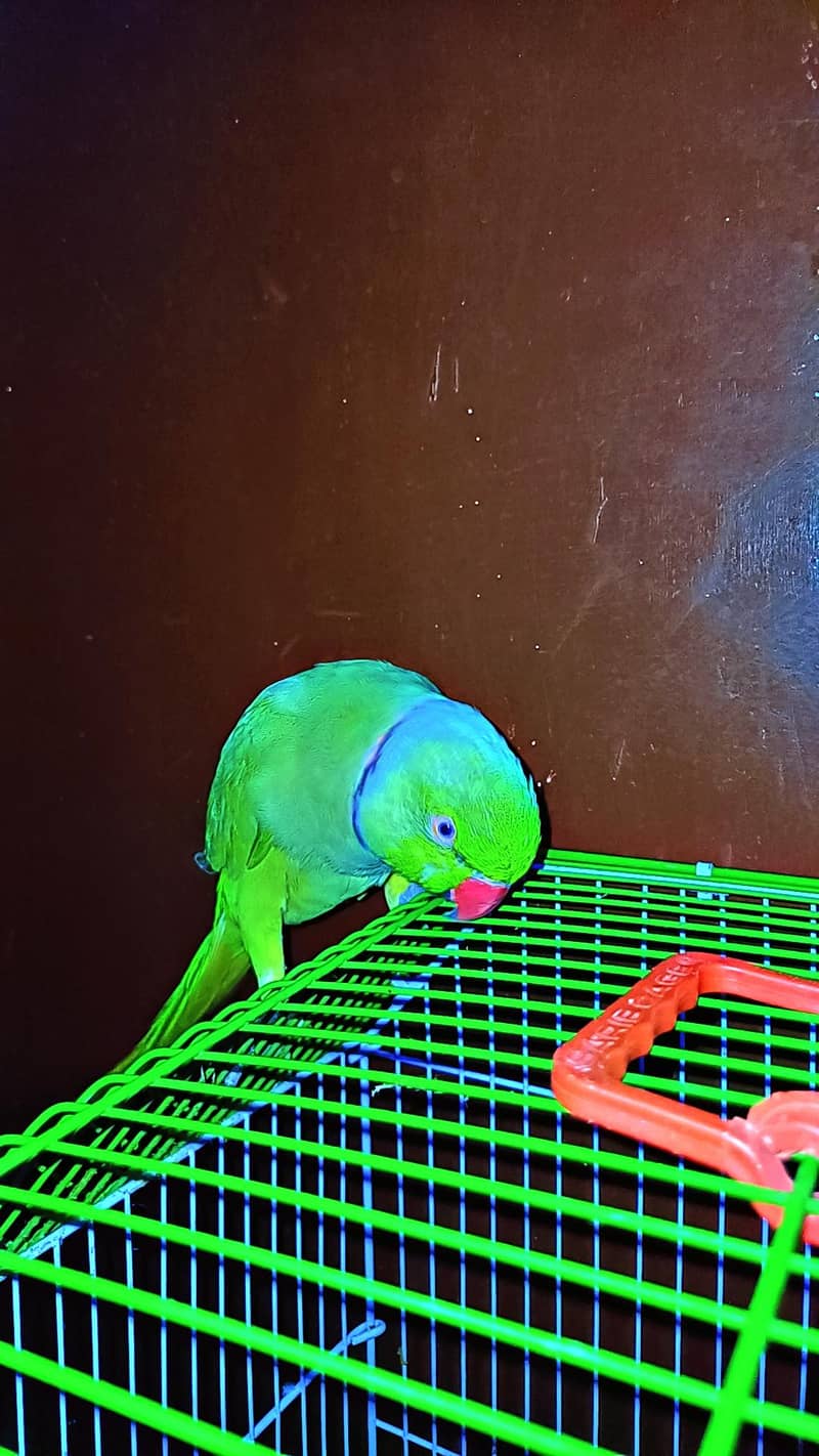 Green ring neck 1