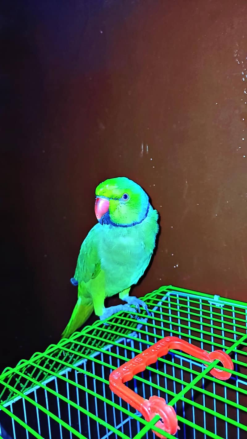 Green ring neck 2