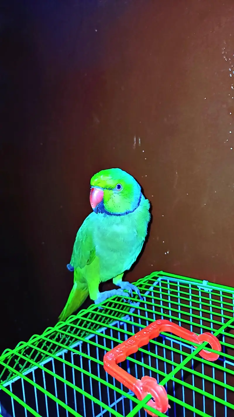 Green ring neck — photo 3