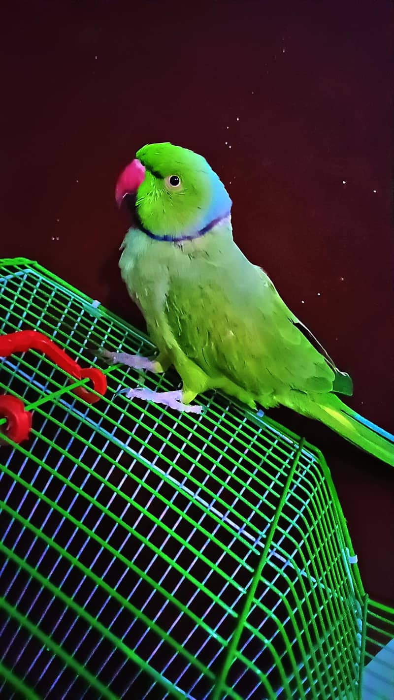 Green ring neck 3