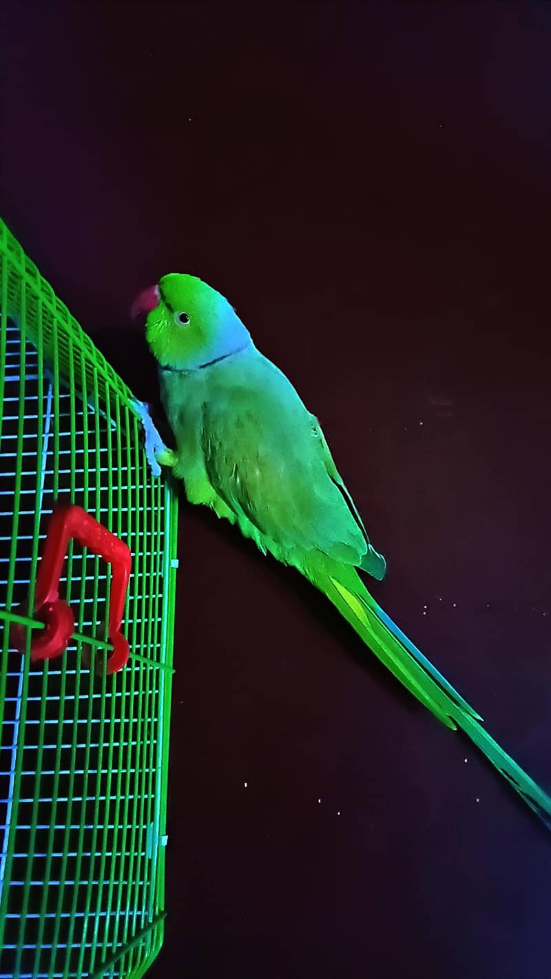 Green ring neck 4