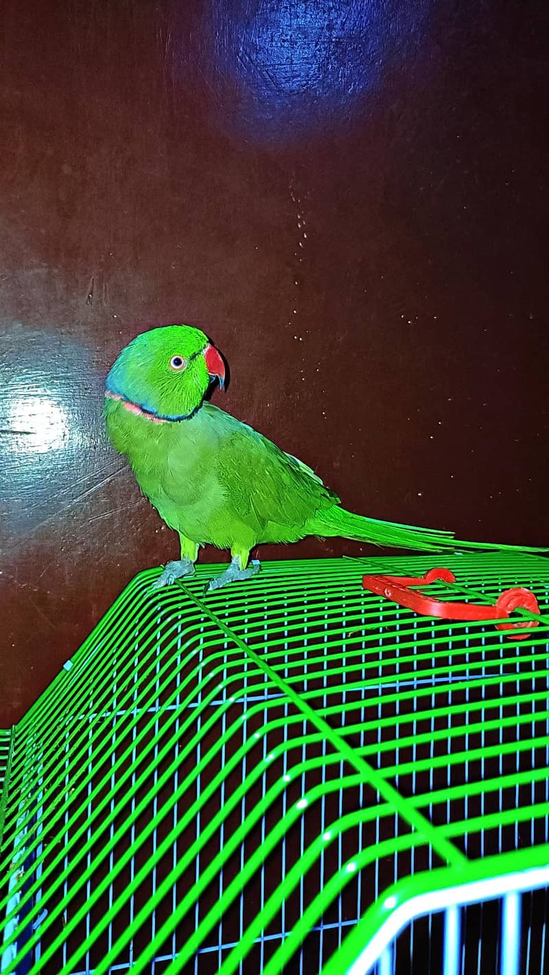 Green ring neck 5