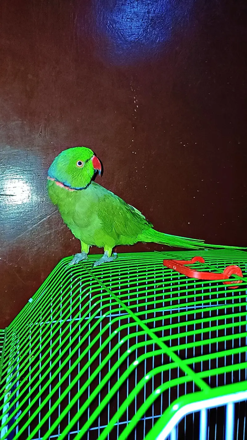 Green ring neck — photo 6